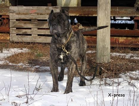 Dogo canario § Ricko § R.I.P MIN BEDSTE VEN! - Ricko´s fra Bandido.. 19/2-07   billede 16