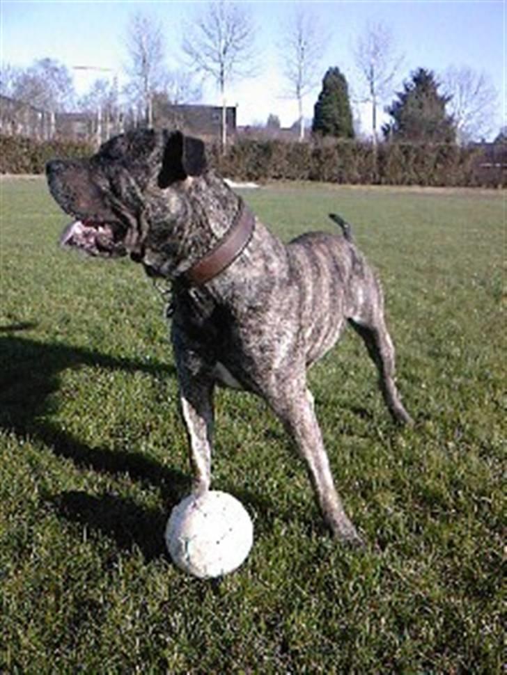 Dogo canario § Ricko § R.I.P MIN BEDSTE VEN! billede 17