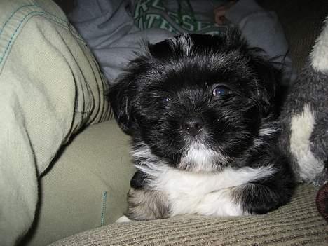 Lhasa apso Samson - Samson 8 uger: Jeg er bare sød og må ligge i sofaen. billede 1