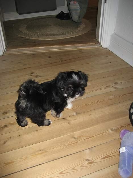 Lhasa apso Samson - Jeg har svært ved at stå fast på det glatte gulv... billede 2