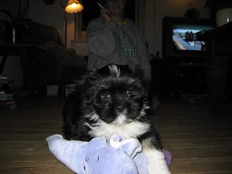 Lhasa apso Samson - Mig og min elskede Haffelaf-bamse. billede 3