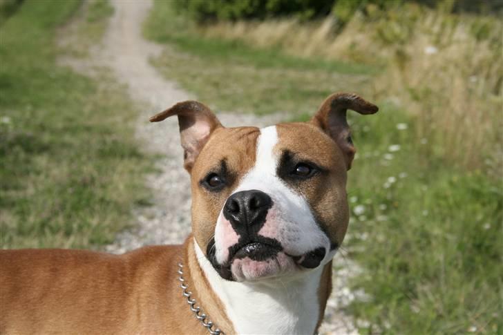 Blanding af racer Macho billede 4