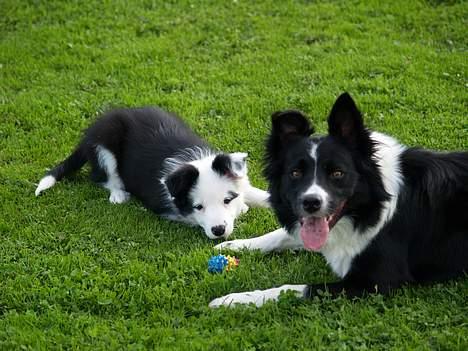 Border collie kay RIP 2017 billede 9