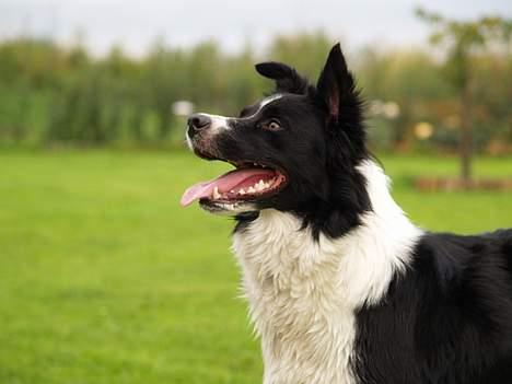 Border collie kay RIP 2017 billede 10