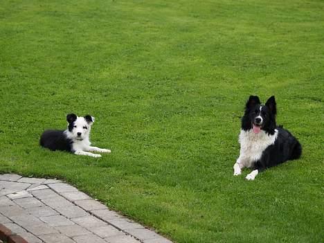 Border collie kay RIP 2017 billede 11