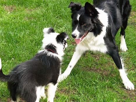 Border collie kay RIP 2017 billede 12