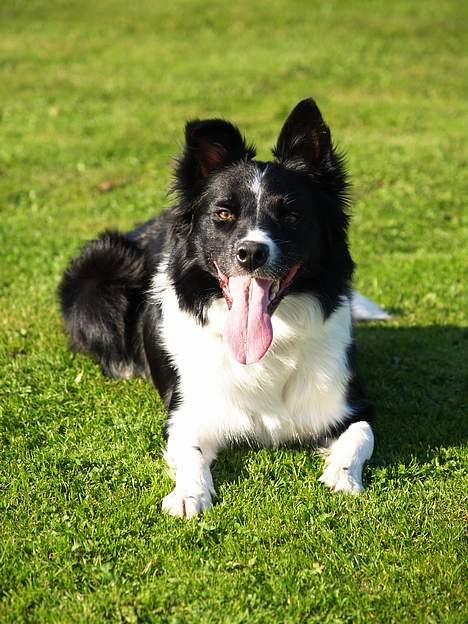 Border collie kay RIP 2017 billede 13