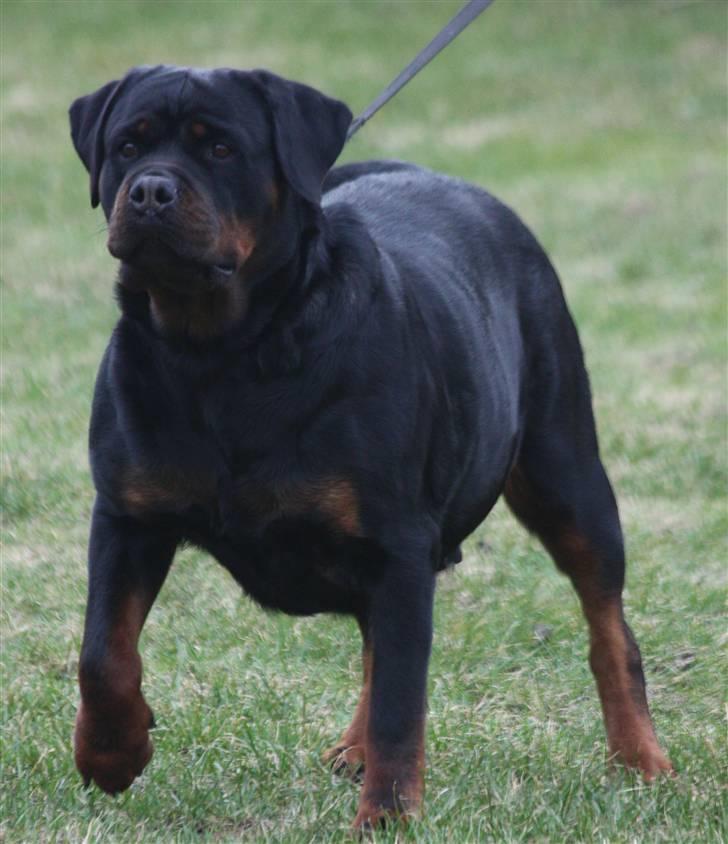 Rottweiler Vom Hause Wenorra Akira - Nyt billede 5