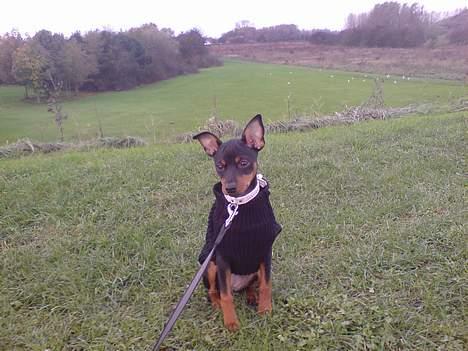 Dvaergpinscher Baby Neela *Kiwa* - Så det sku blevet tid til frakken syntes Kiw:o) billede 7