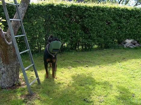 Rottweiler Pusling billede 16