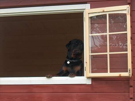 Rottweiler Pusling billede 17