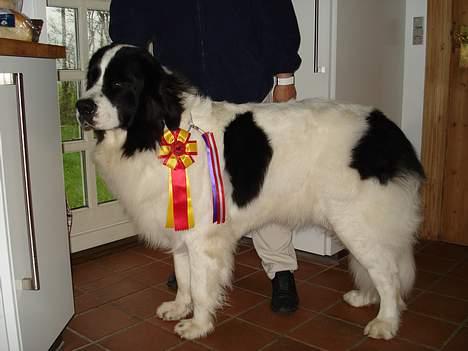 Landseer Zindy - Herning d. 4. nov. 06, 1. pr. CK, CERT, CACIB og BIR billede 17