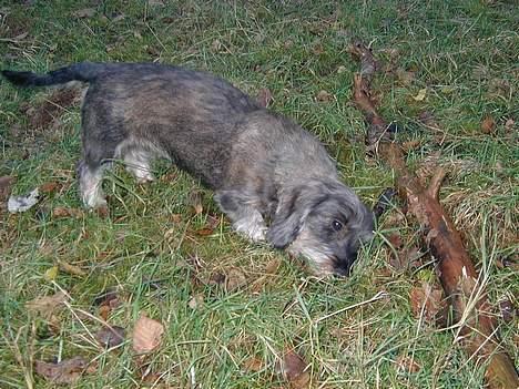 Gravhund Smilla -   Nytrimmet....7.11.06 billede 12