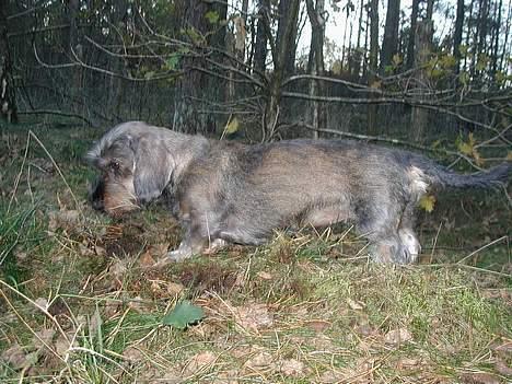 Gravhund Smilla - Nytrimmet....7.11.06 billede 13