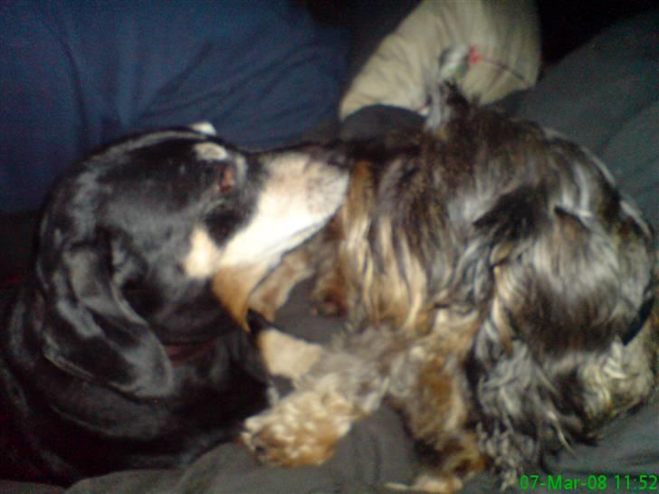 Gravhund Smilla - Kysser med Bilbo... *NYT* 2008 billede 14