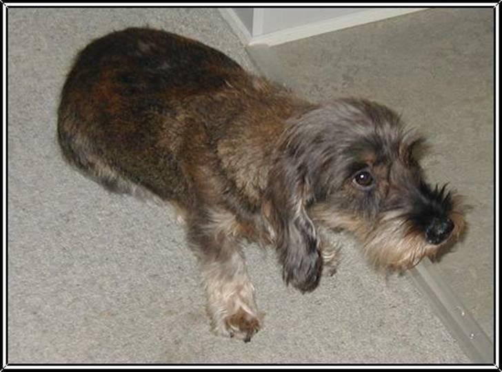 Gravhund Smilla - Nytrimmet..... billede 15