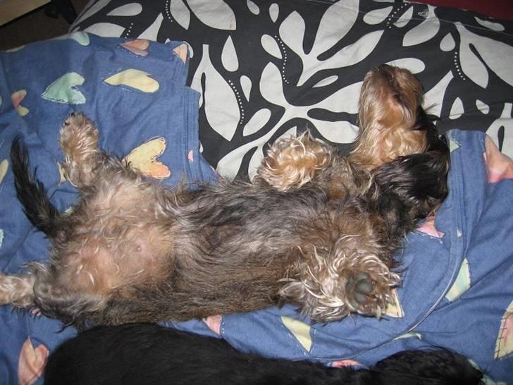 Gravhund Smilla -   Elsker at ligge sådan...*NYT* 2008 billede 16