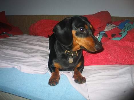 Gravhund Tinka billede 1