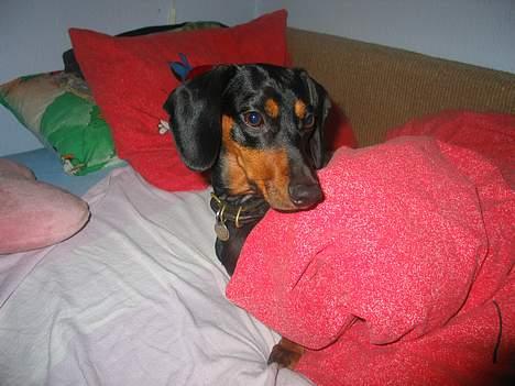 Gravhund Tinka billede 2