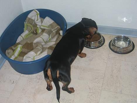 Gravhund Tinka billede 3