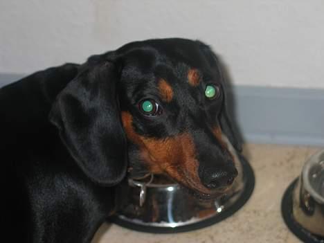 Gravhund Tinka billede 4