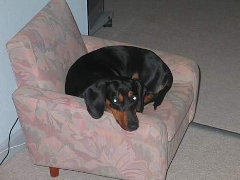 Gravhund Tinka billede 5