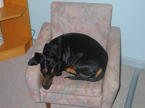 Gravhund Tinka billede 6