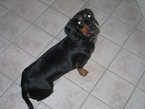 Gravhund Tinka billede 7