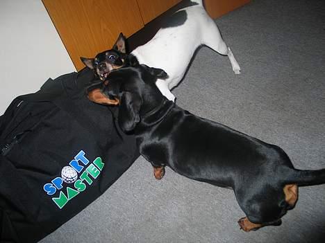 Gravhund Tinka billede 9