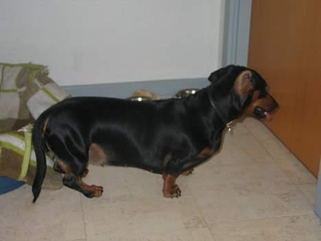 Gravhund Tinka billede 10