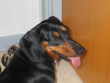 Gravhund Tinka billede 11