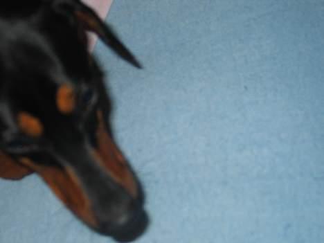 Gravhund Tinka billede 12