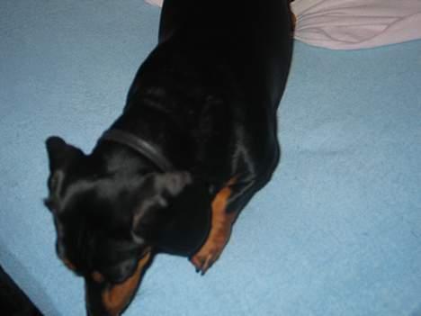 Gravhund Tinka billede 13