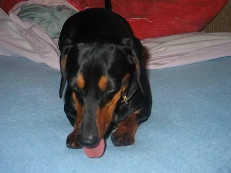 Gravhund Tinka billede 14