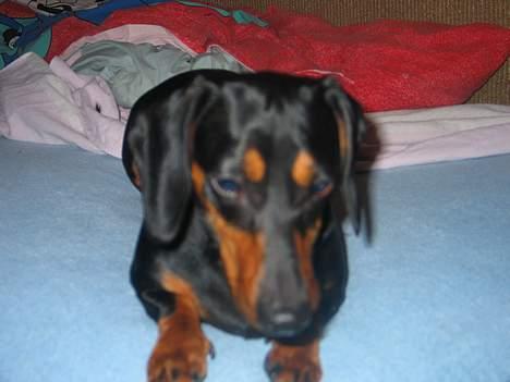 Gravhund Tinka billede 15