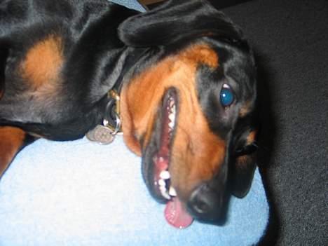 Gravhund Tinka billede 16