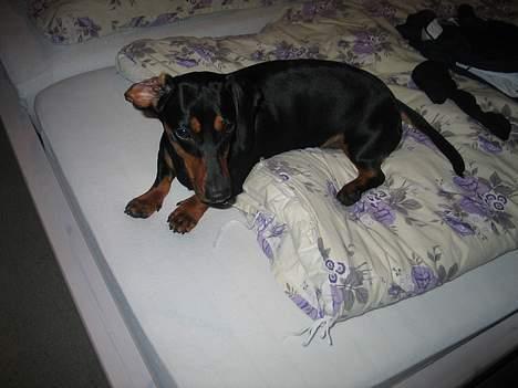 Gravhund Tinka billede 17