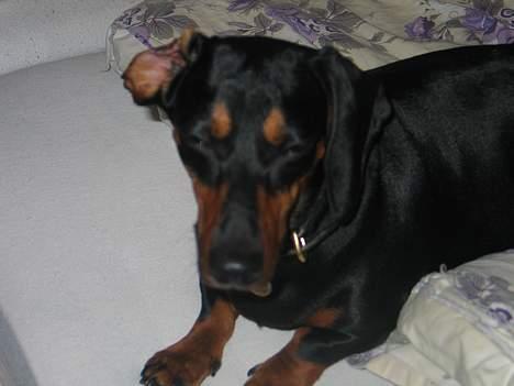 Gravhund Tinka billede 18