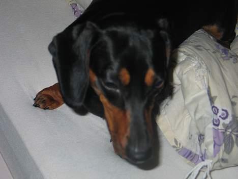 Gravhund Tinka billede 19