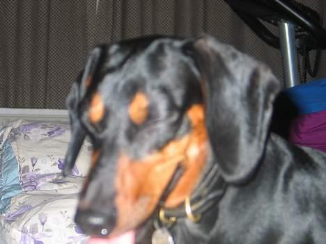 Gravhund Tinka billede 20