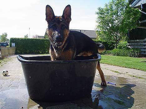 Schæferhund Kenzo - YES ! Vand  billede 19