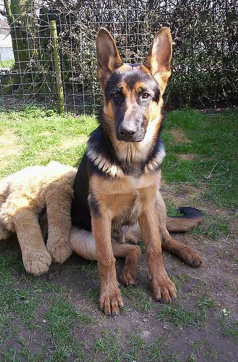 Schæferhund Kenzo - Fotomodel ! billede 20