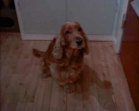 Cocker spaniel lucky (DØD) - Lucky på hjemmebane. billede 1