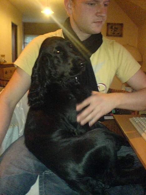 Cocker spaniel Django - Skøde hund eller ej, men det er mig... billede 16
