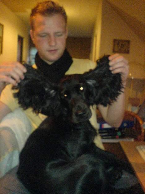 Cocker spaniel Django - Sagde du flyve ører?? billede 17