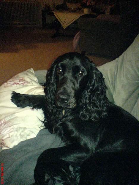 Cocker spaniel Django - Hvorfor tager du altid billeder:-) billede 18