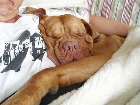 Dogue de bordeaux Násly R.I.P - Søndagshygge i sofaen billede 4