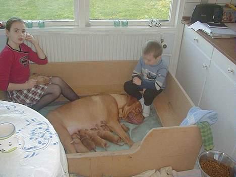 Dogue de bordeaux Násly R.I.P - Gæstfri hundemor billede 5