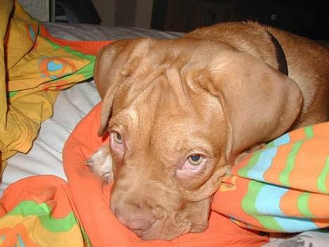 Dogue de bordeaux Násly R.I.P - Taget på fersk gerning i sengen - 4 mdr. gl. billede 6