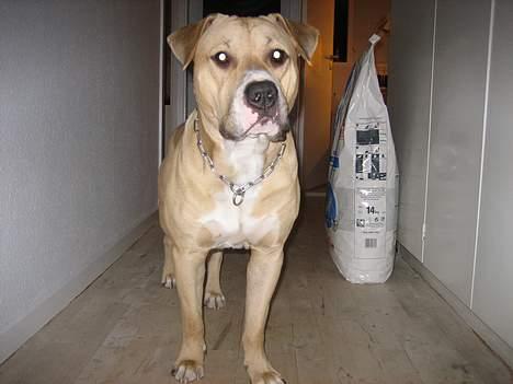 Blanding af racer Louie - Louie 14 mdr billede 6